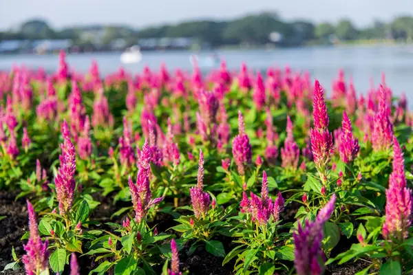 Růžový chvastoun květina v garden3 — Stock fotografie