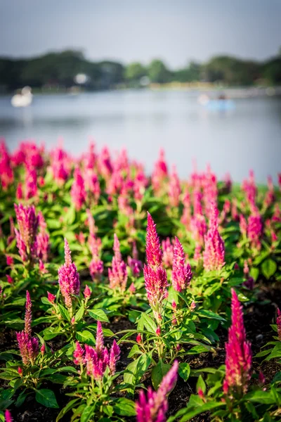 Pink Cockscomb flower in the garden4 — Stock Photo, Image