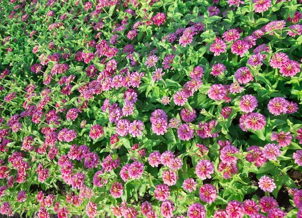 Pink Gerbera in the garden4 — Stock Photo, Image