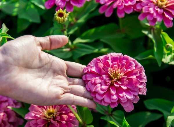 Rosa Gerbera zur Hand — Stockfoto