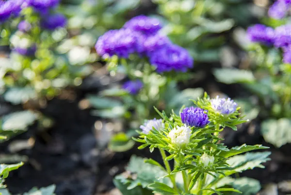 Gerbera púrpura y blanca en el jardín —  Fotos de Stock