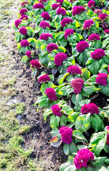 Paarse cockscomb bloem in de garden2 — Stockfoto