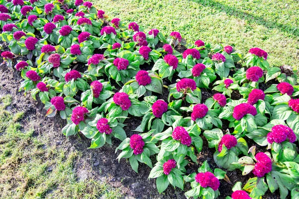 Paarse cockscomb bloem in de garden1 — Stockfoto