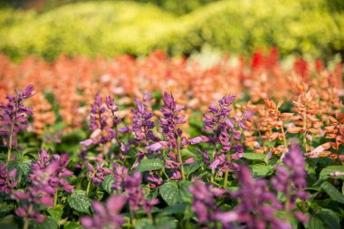 garden2 renkli salvia kırmızı çiçek