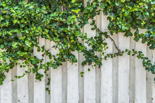 Växter på den vita väggen — Stockfoto