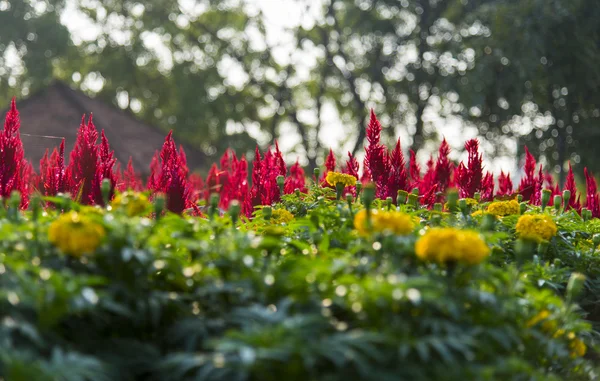 Peigne rouge fleur dans le jardin2 — Photo