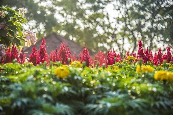 Peigne rouge fleur dans le jardin1 — Photo