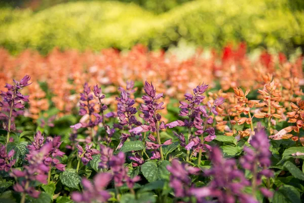 Цветок алой сальвии в саду 2 — стоковое фото
