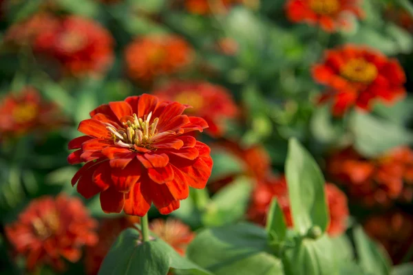 Fleurs de gerbera orange dans le jardin1 — Photo