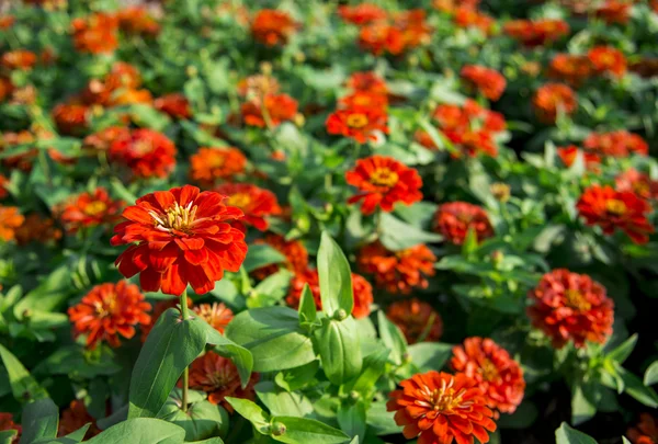 Orangene Gerbera blüht im Garten3 — Stockfoto