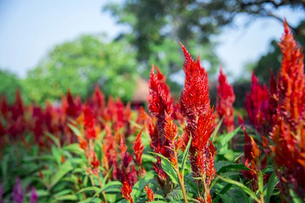 Flor vermelha do cockcomb no jardim4 — Fotografia de Stock
