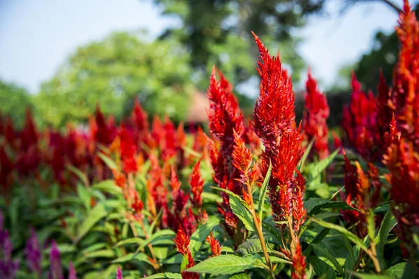 Květina červená cockcomb v garden5 — Stock fotografie