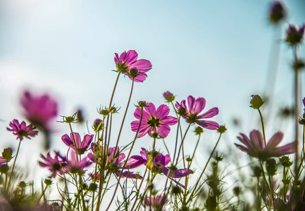 青い sky1 でピンクのコスモスの花 — ストック写真