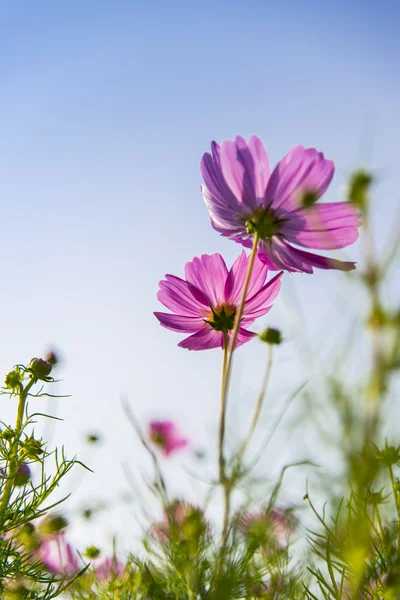 Pink cosmos flower in with blue sky4 — Stock Photo, Image