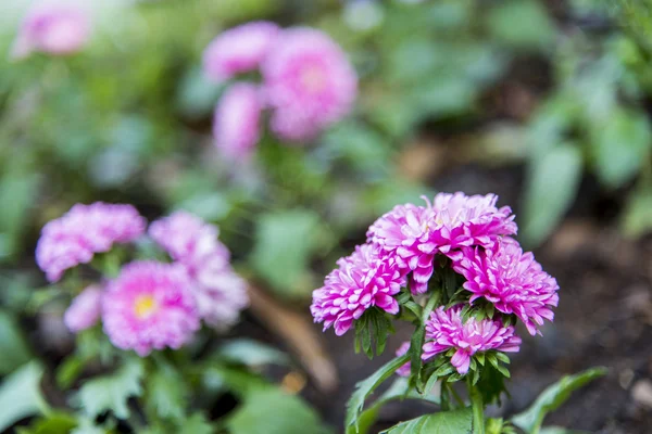 Gerbera rose dans le jardin — Photo