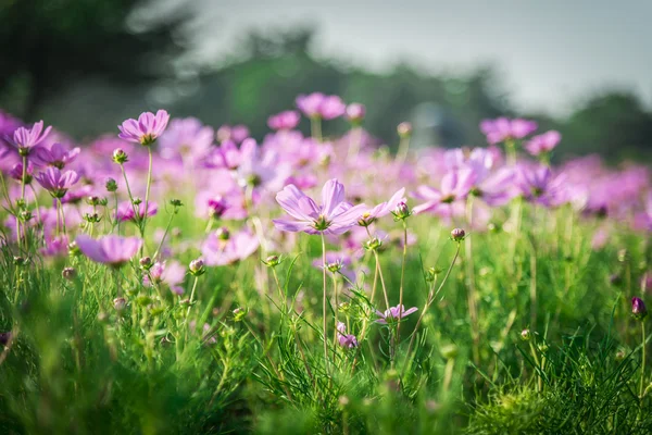 Fleur de cosmos pourpre dans le jardin1 — Photo