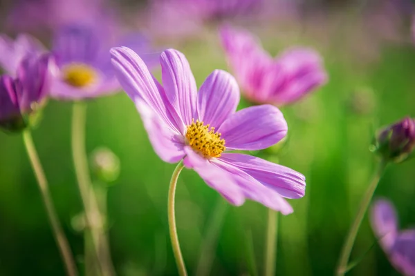 Purple cosmos flower in the garden6 — Stock Photo, Image