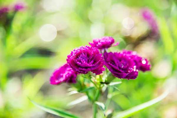 Purple Dianthus flower in the garden1 — Stock Photo, Image