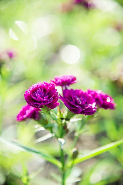 Lila Dianthusblüte im Garten 3 — Stockfoto