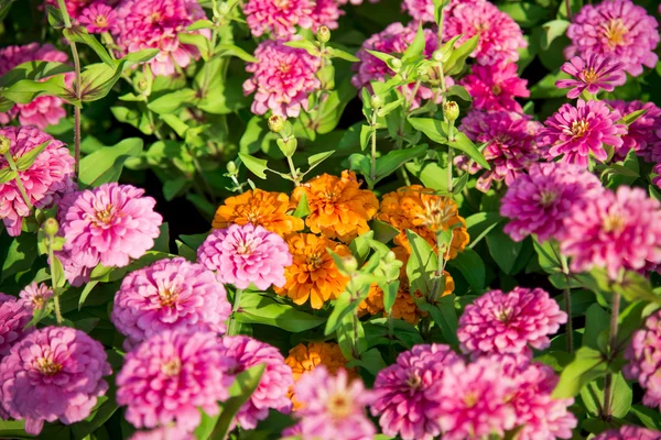 A lot of Pink Gerbera flower in the garden2 — Stock Photo, Image