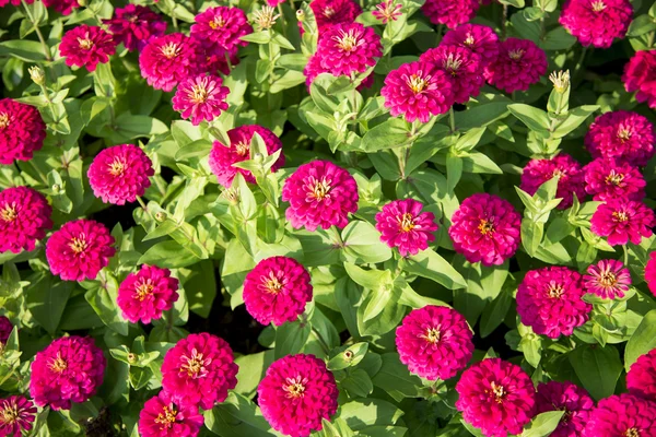 Viel rosa Gerbera im Garten 4 — Stockfoto