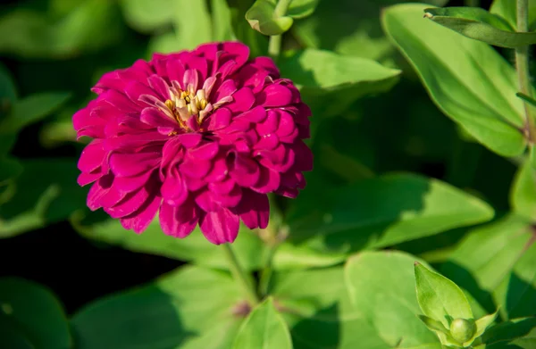 A pink gerbera flower in the garden1 — Stock Photo, Image