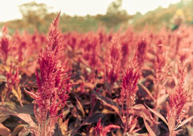 Kırmızı cockcomb çiçek park4