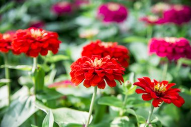 garden1 çiçek kırmızı gerbera