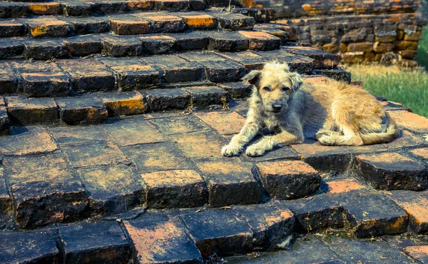 Der Hund sitzt auf der Steintreppe 6 — Stockfoto