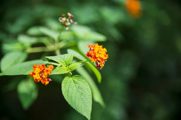 Lantana camara kwiat w forest3 — Zdjęcie stockowe