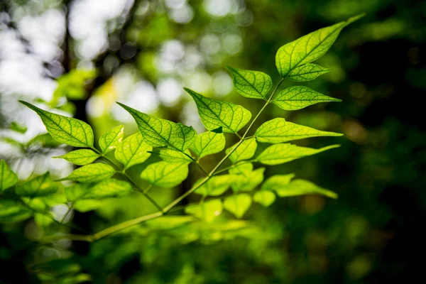 Yeşil ışık bırakın Orman1 — Stok fotoğraf