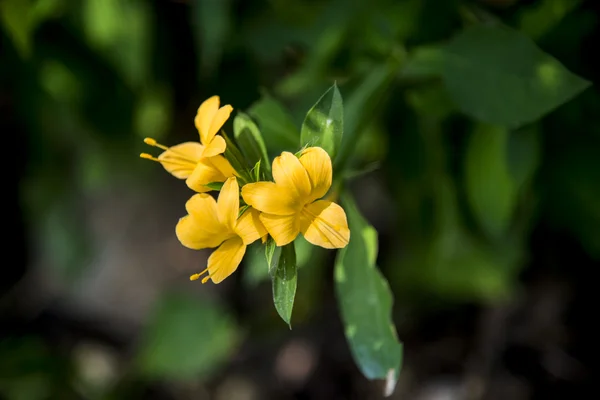 Жовтий allamanda проносний квітка в на forest4 — стокове фото