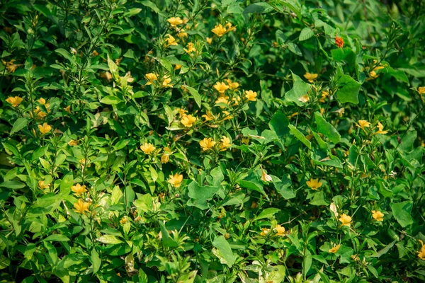 Flor amarilla de Allamanda cathartica en el bosquejo1 —  Fotos de Stock