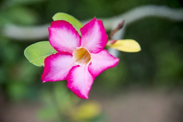 粉红色的沙漠玫瑰 flower2 — 图库照片