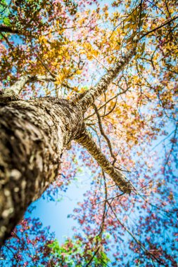pembe kiraz tree3 bir dalı altında