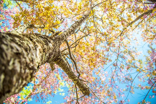 Pod větví růžové třešeň tree2 — Stock fotografie