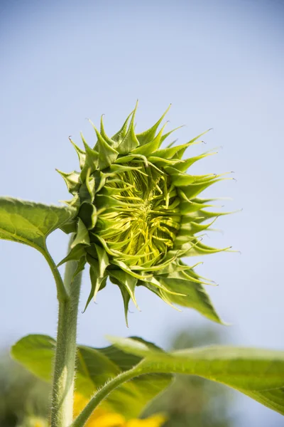 Young sunflower with blue sky3 — Stock Photo, Image