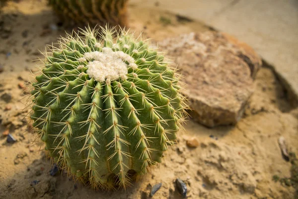 Echino-Kaktus auf dem Wüstenfeld3 — Stockfoto