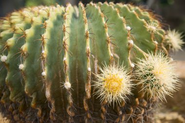iğne echino cactus3