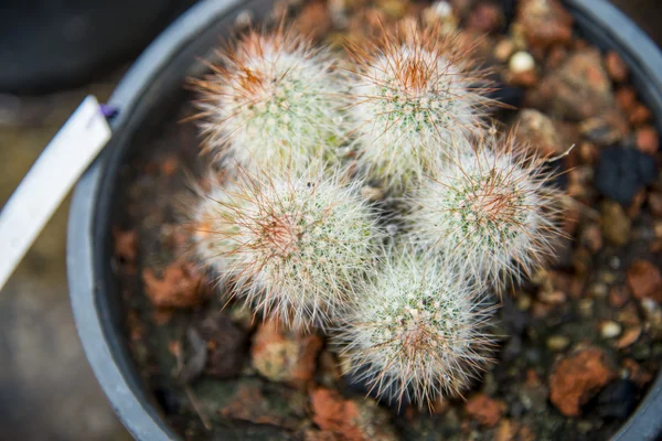 Mammillaria-Kaktus im Gefäß2 — Stockfoto