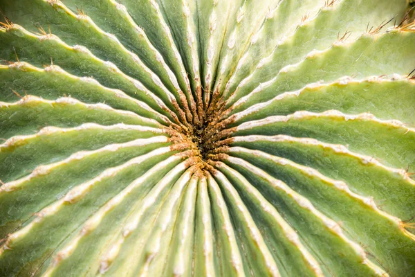 Patrón de mástil de cactus Echino 1 — Foto de Stock