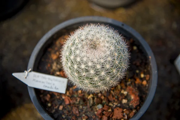 Mammillaria-Kaktus im Gefäß1 — Stockfoto