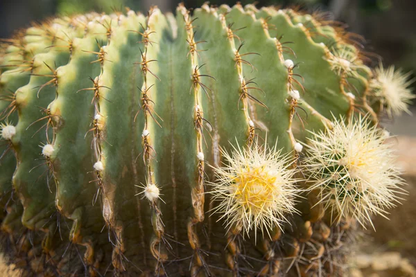 Naald van echino cactus3 — Stockfoto