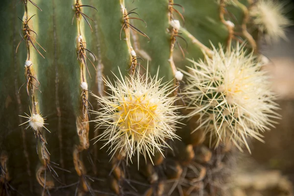 Aguja de Echino cactus2 — Foto de Stock