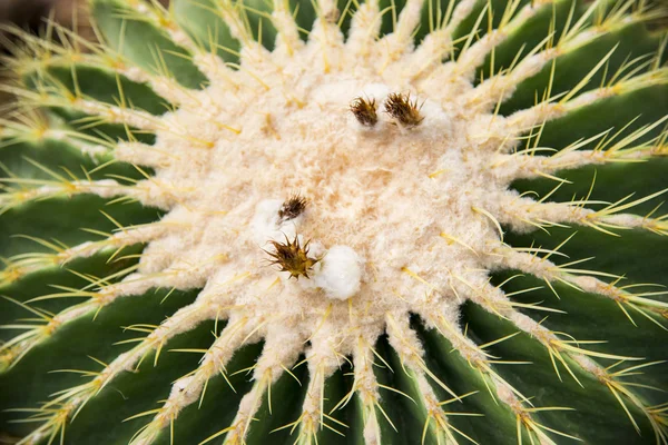 Flor blanca de Echino cactus1 — Foto de Stock