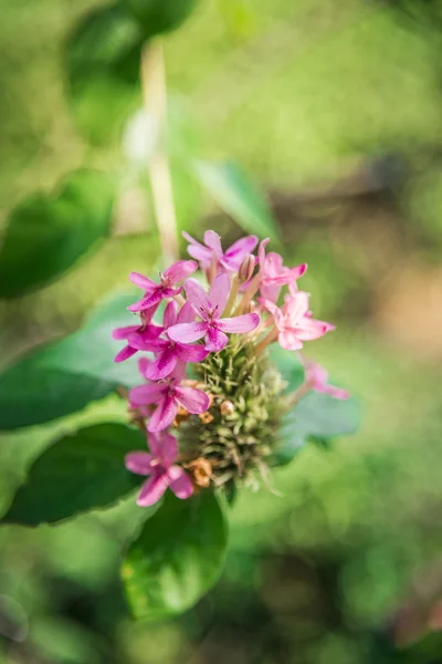 粉红色 ruttyruspolia 花 — 图库照片