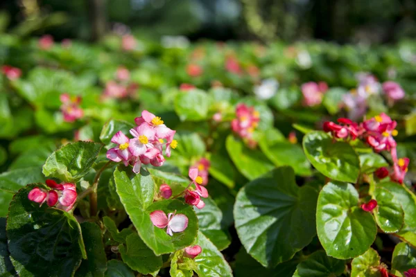 Begonia púrpura flor en el jardín4 —  Fotos de Stock