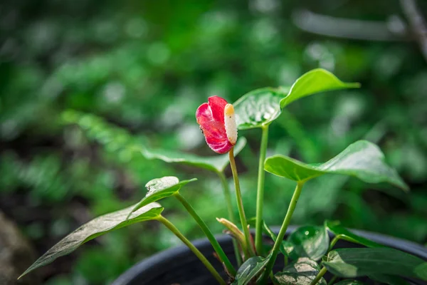 Fiore fenicottero rosso — Foto Stock