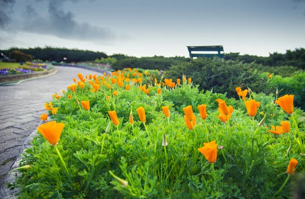 Lots of orange poppy flower in garden2 — Stock Photo, Image