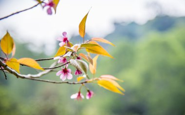 vahşi Himalaya kiraz çiçek çiçek tree3 üzerinde